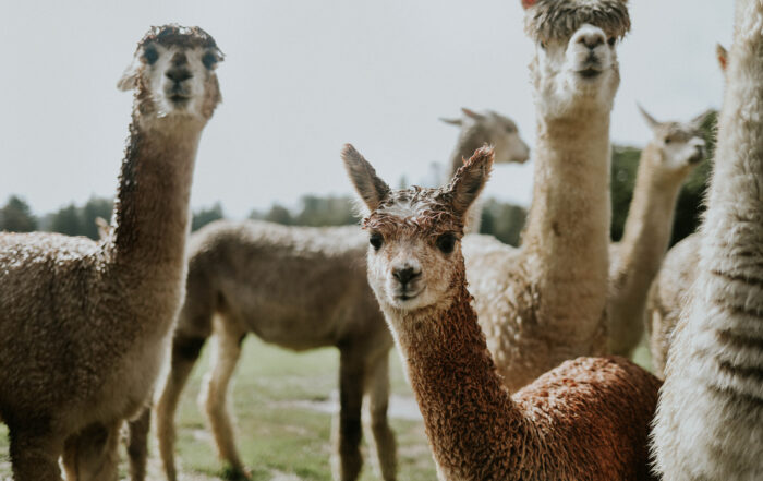 Group of furry llamas staring forward.