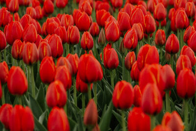 A vast field of vibrant red tulips with green stems and leaves. The focus is on the center of the image, where the tulips are in sharp detail, while the foreground and background feature a soft blur, creating a depth of field effect. This image captures the dense growth and uniformity of color in a tulip farm, highlighting nature’s beauty through repetition and color contrast.