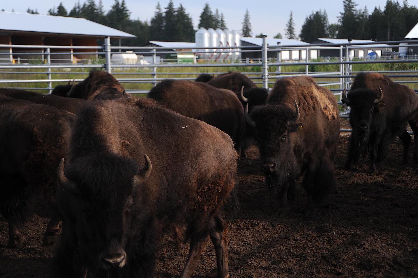 Buffalo and Bison at Academy Farms