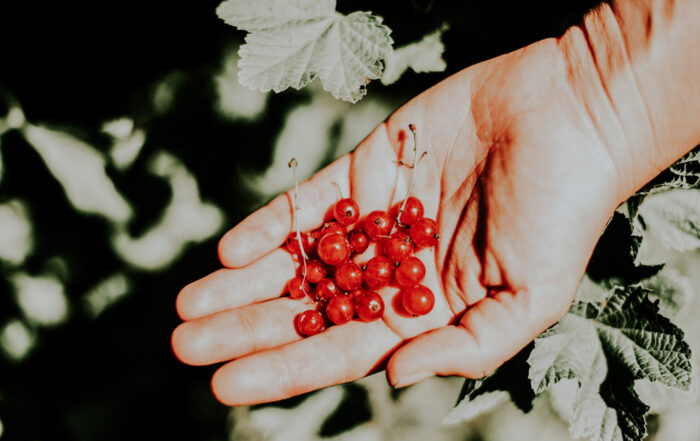 A hand is shown holding a handful of red berries.