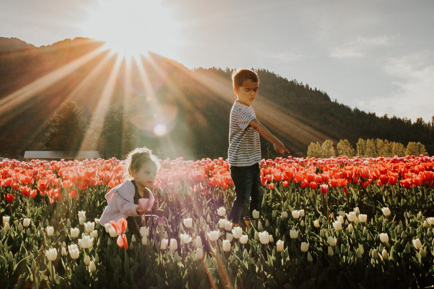 Two children playing in a field of tulips as the sun shines down on them in the background