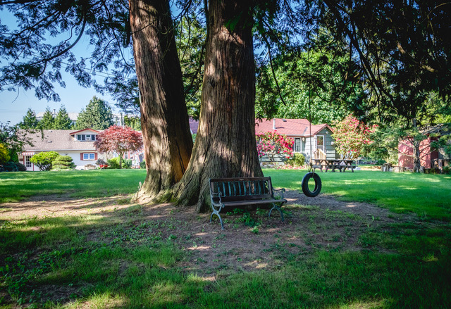 A large tree with a tire swing in front of a cozy property