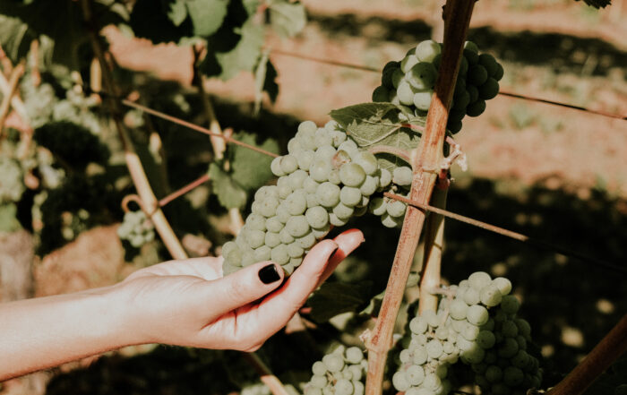 A hand gently holding a bunch of green grapes on a vine