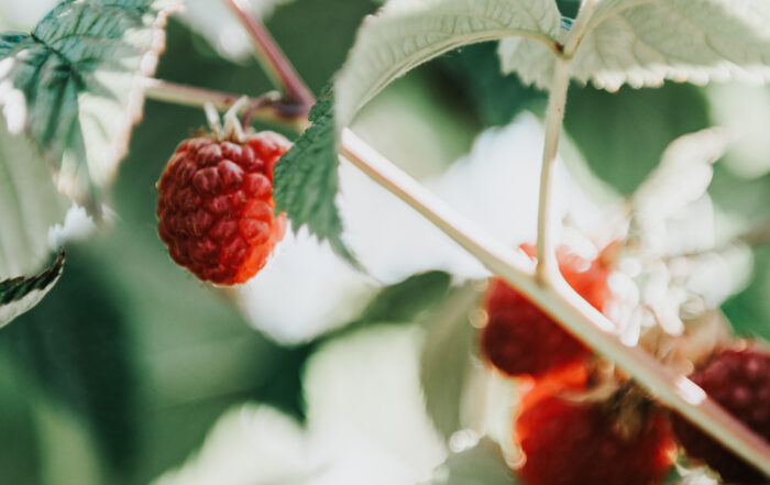 A branch with red beautiful raspberries, ready to be picked by someone ready for fun summer farm experiences