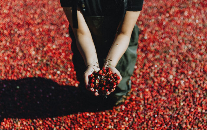 Hands scooping cranberries, with a field of cranberries in the background