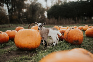 Goat and Pumpkins