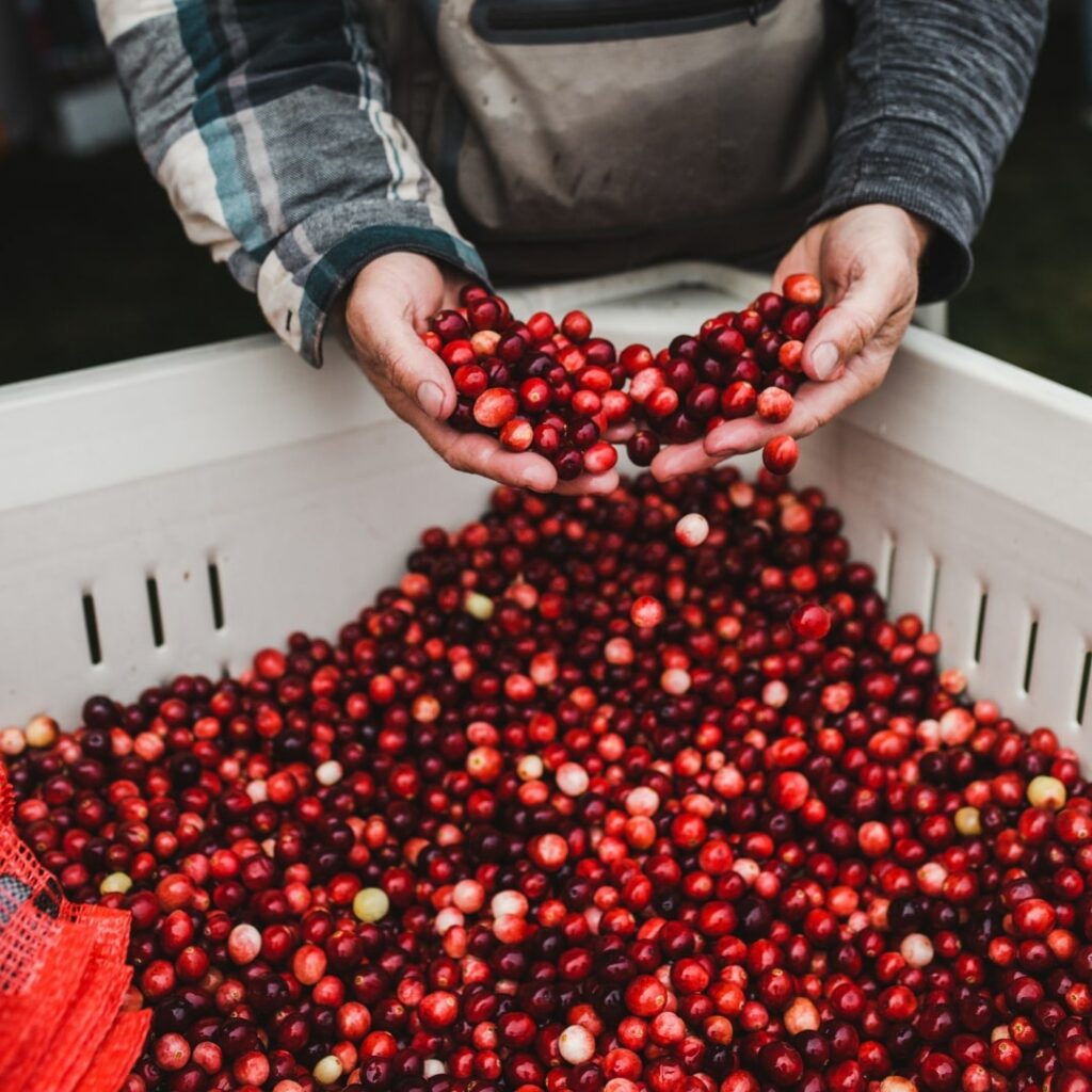 hands scooping cranberries