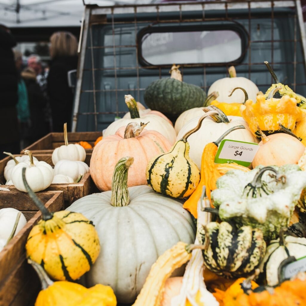 pumpkins in truck bed