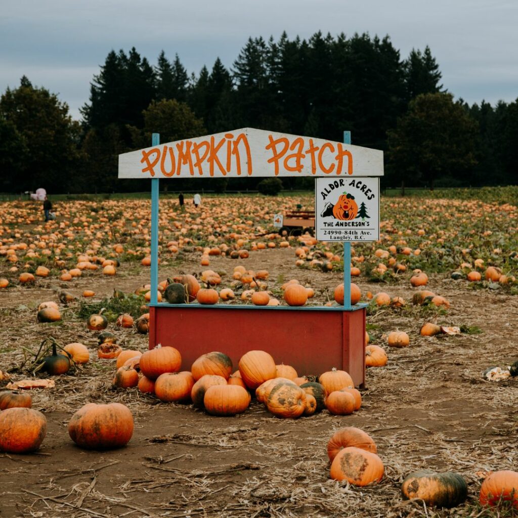 pumpkin stand