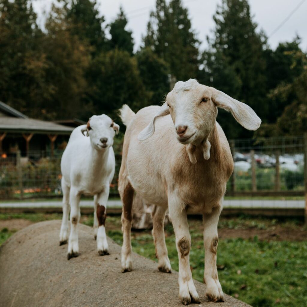 two goats on hay