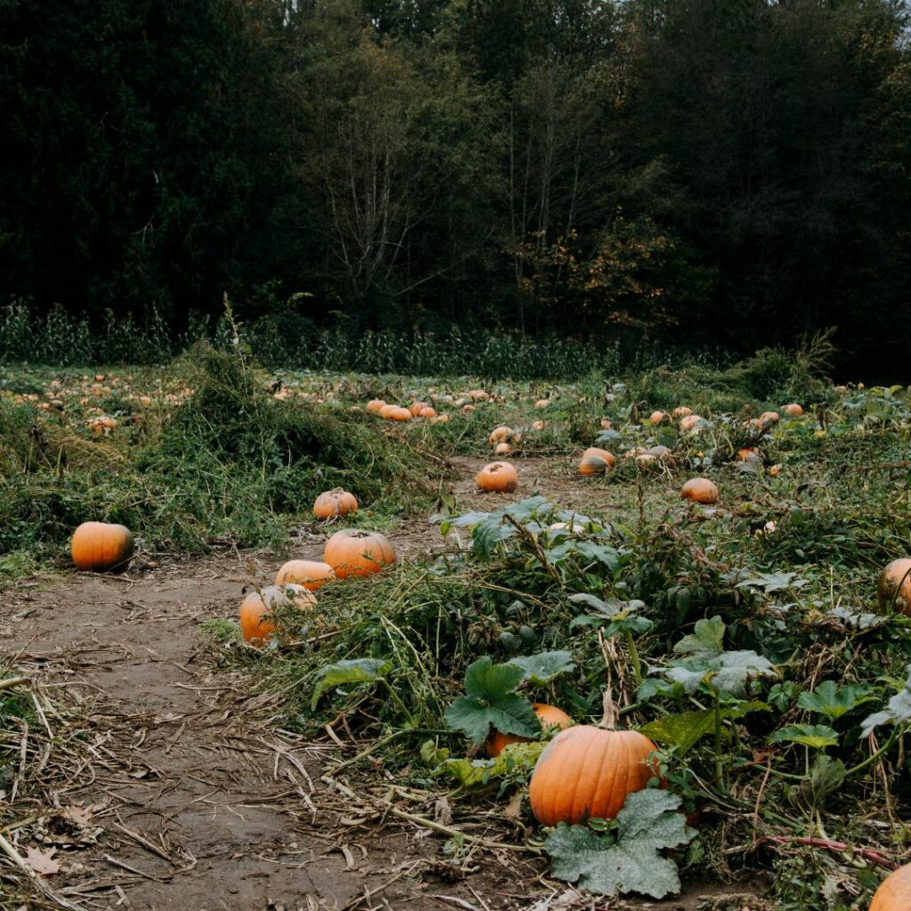 pumpkin patch walkway