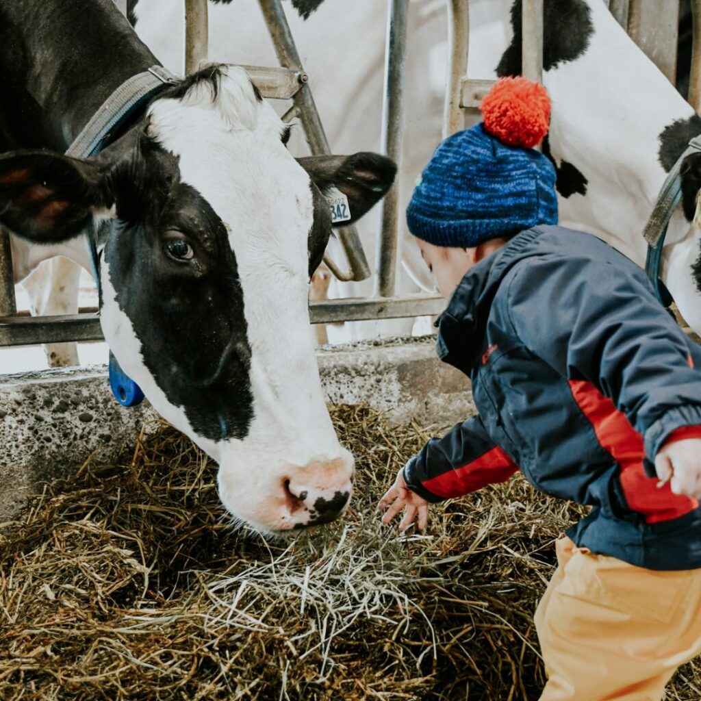 child pets cow