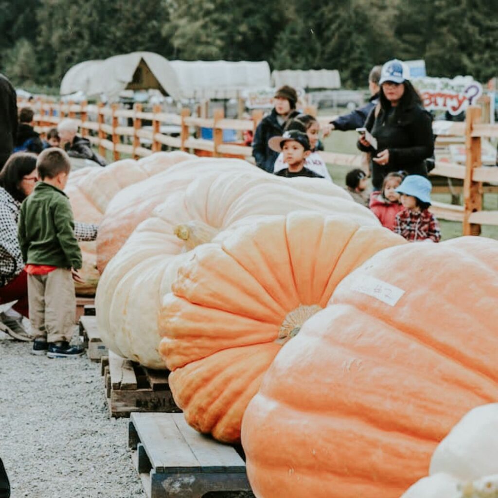 giant pumpkins