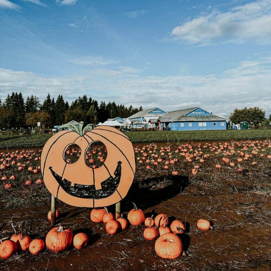 pumpkin field