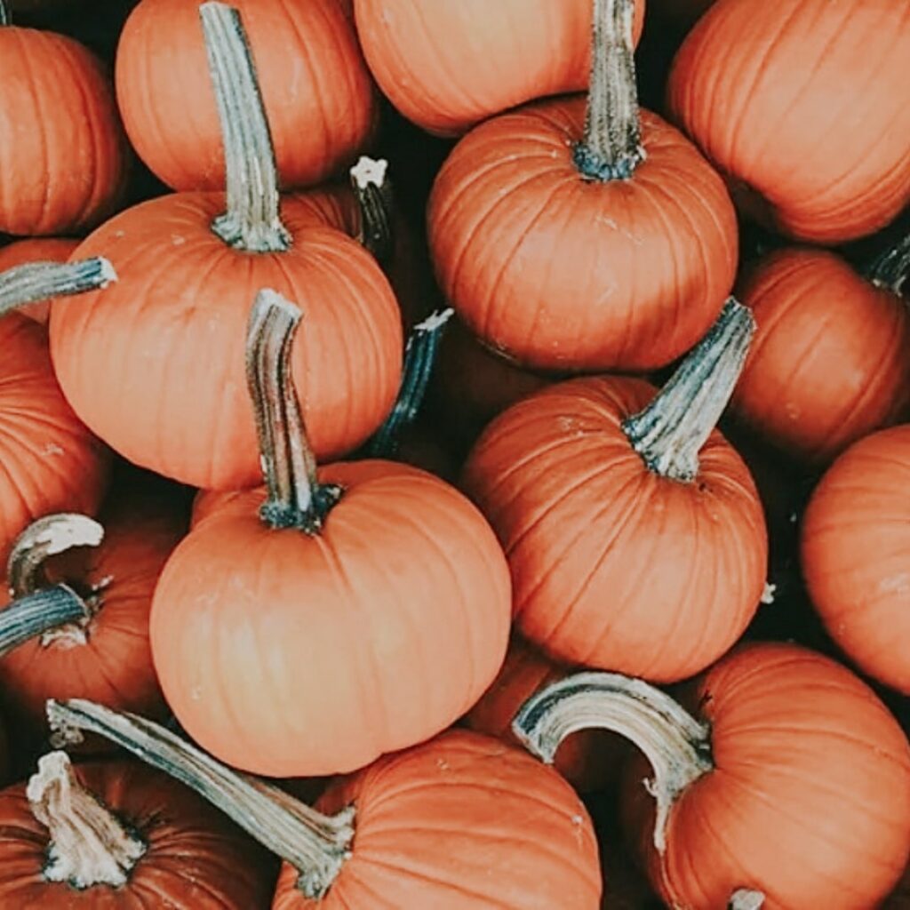 pumpkins