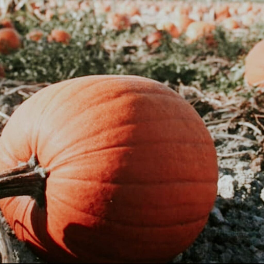 pumpkin in patch