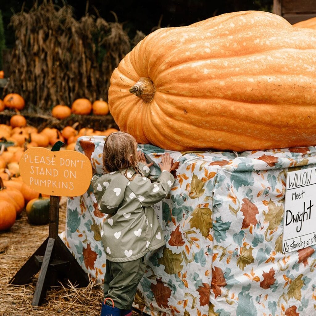 child with giant pumpkin