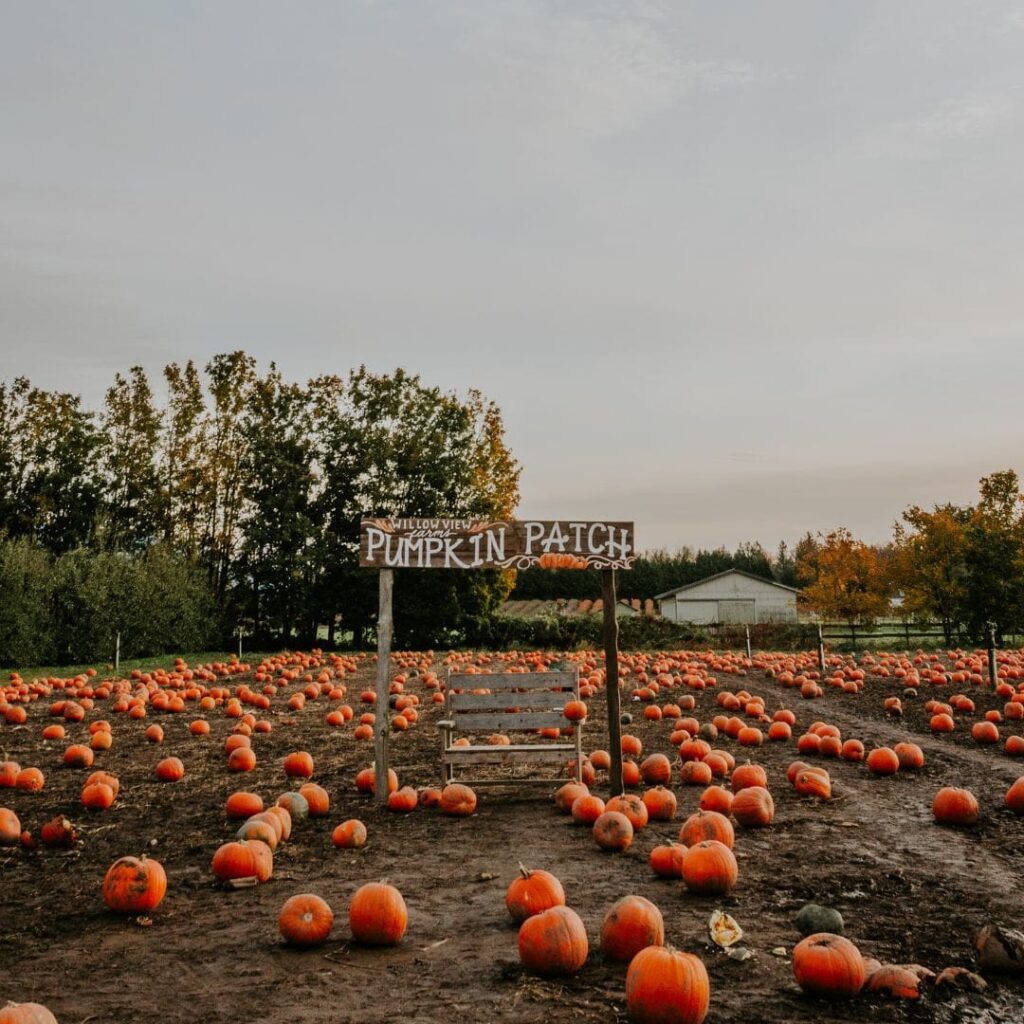 pumpkin patch