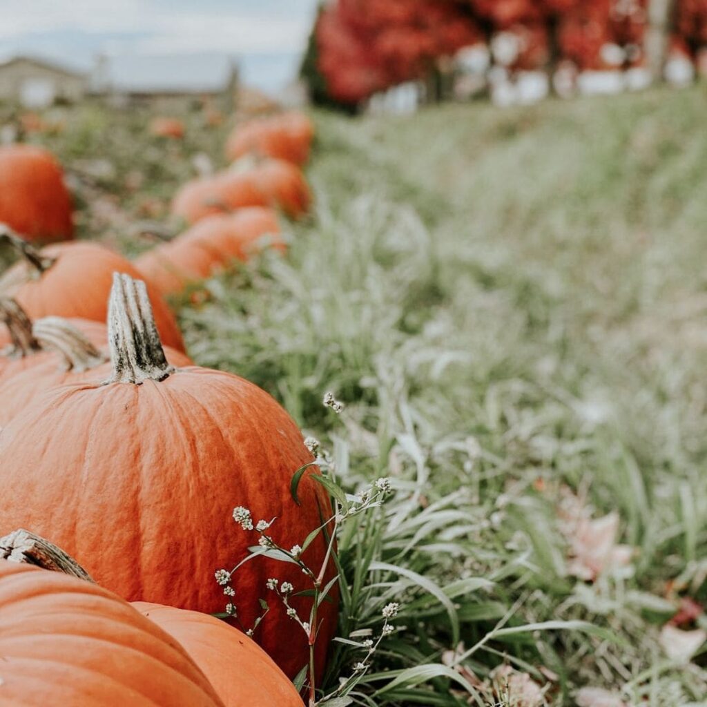 pumpkin line