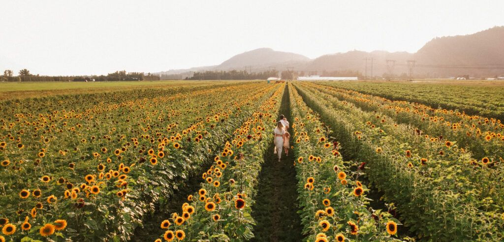 Abbotsford Circle Farm Tour A Family Walks On A Sunflower Farm