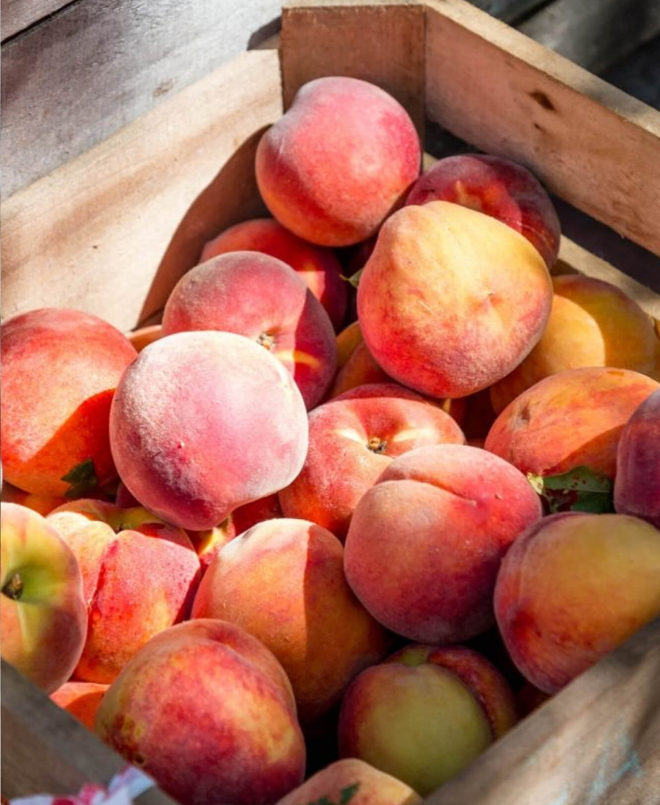 Abbotsford Circle Farm Tour Apples