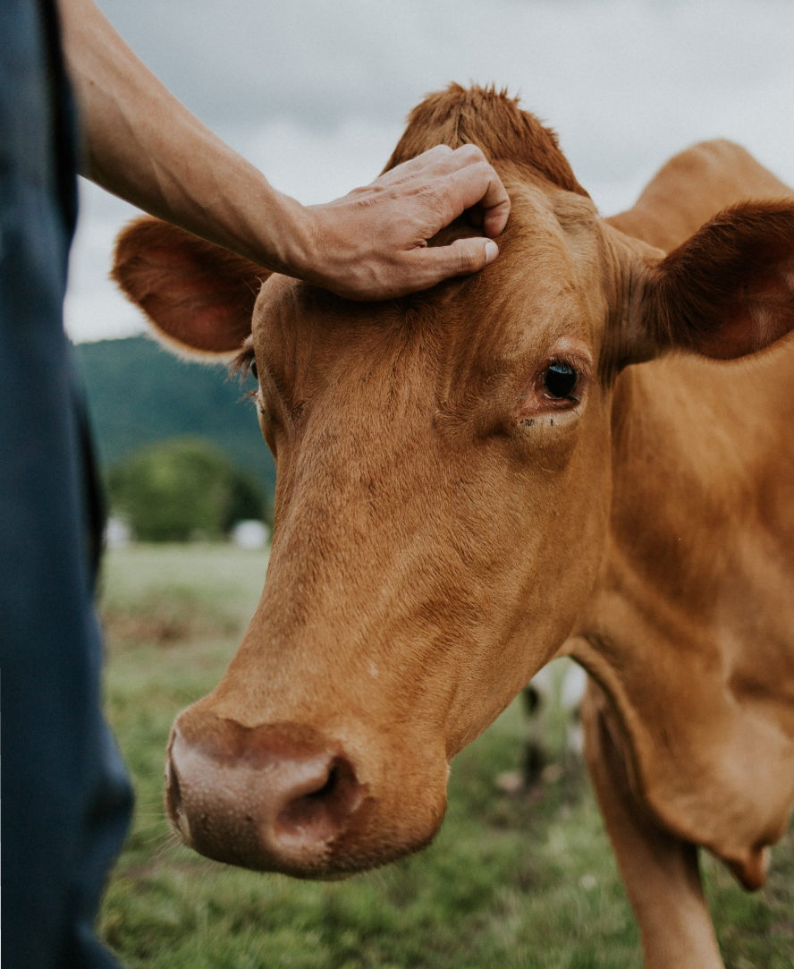 Fraser Valley Cow Head Scratches