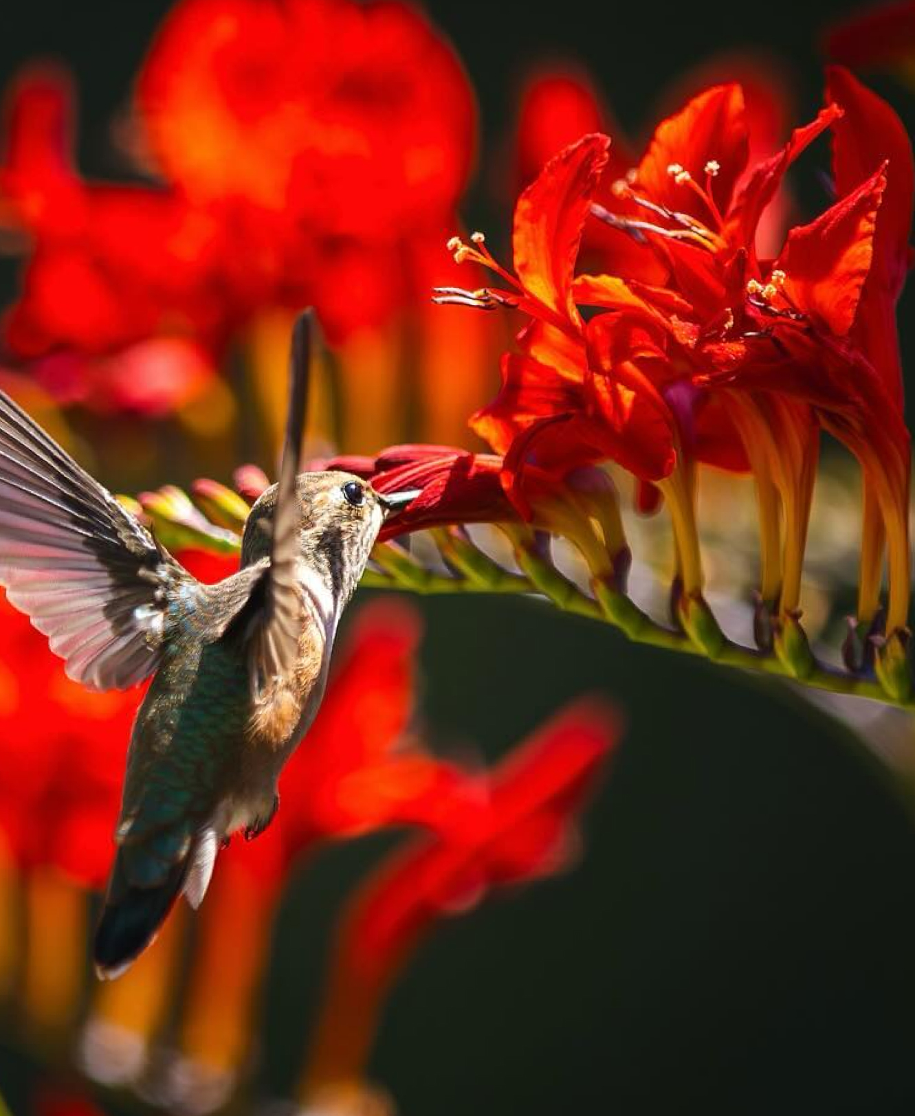 Fraser Valley Hummingbird Sips From Red Flowers