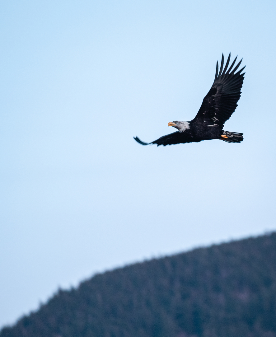 Fraser Valley Person Using Binoculars For Bird Watching Thumb