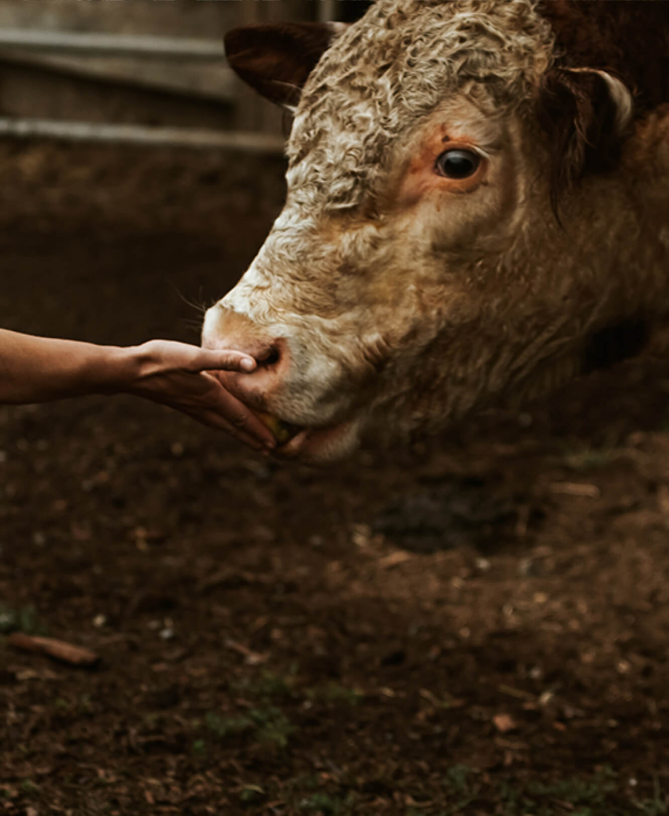 Langley Circle Farm Tour Cow